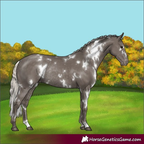 Horse Color:White Spotted Silver Smoky Black Varnish Rabicano 