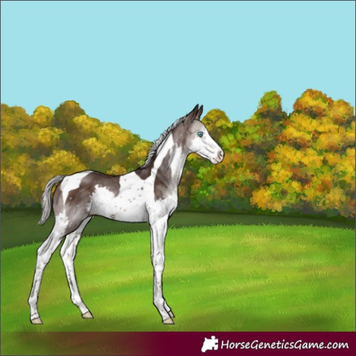 Horse Color:Silver Brown Splash Tobiano Rabicano