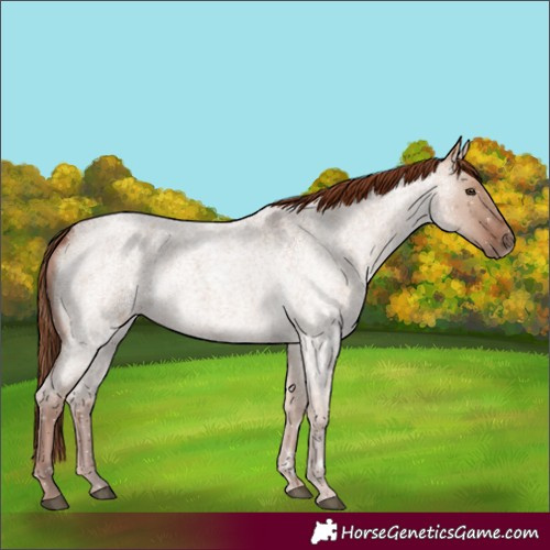 Horse Color:Red Dun Roan
