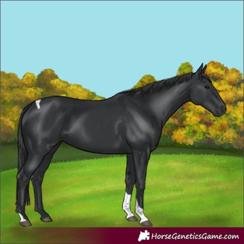 Horse Color:Black Tobiano