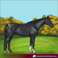 Horse Color:Black Tobiano 