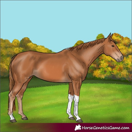 Horse Color:Chestnut Tobiano 
