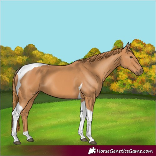 Horse Color:Chestnut Tobiano 