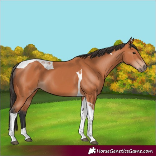 Horse Color:Bay Tobiano