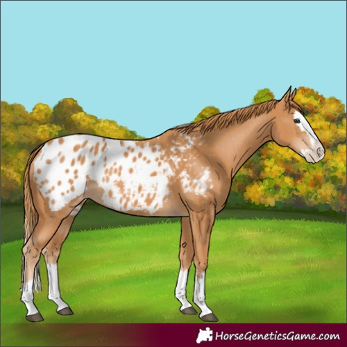 Horse Color:Chestnut Splash Blanket 