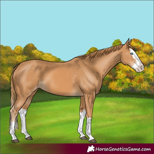 Horse Color:Chestnut Splash Varnish