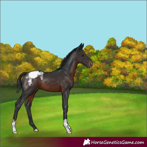 Horse Color:Brown Varnish