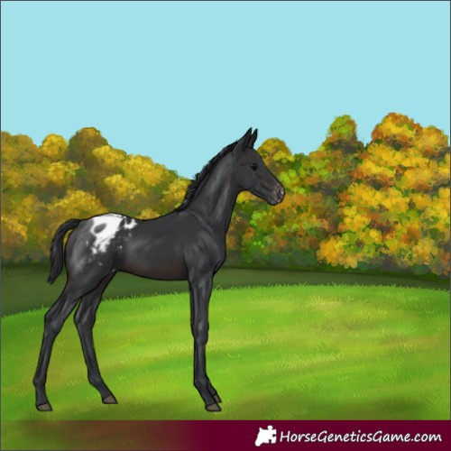 Horse Color:Brown Varnish 