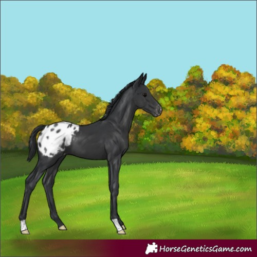 Horse Color:Black Blanket
