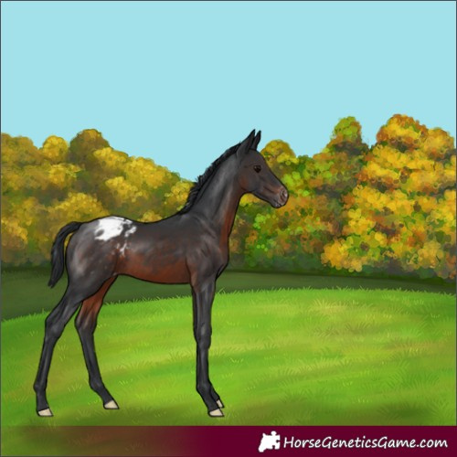 Horse Color:Brown Blanket