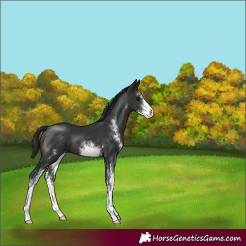 Horse Color:Brown Sabino Varnish 