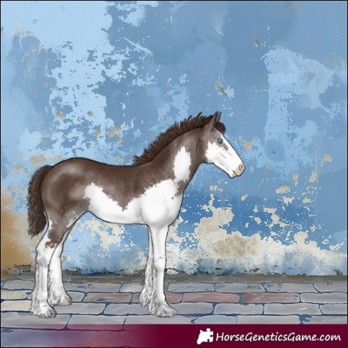 Horse Color:Liver Chestnut Splash Rabicano