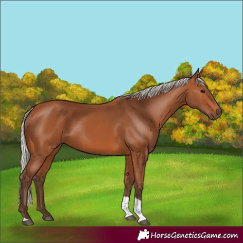 Horse Color:Silver Bay Tobiano 
