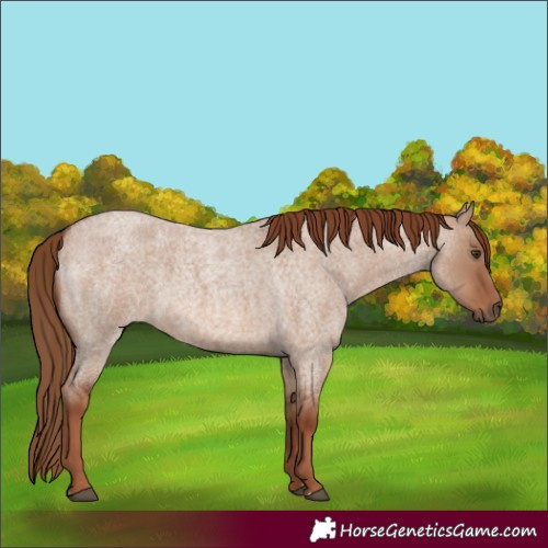 Horse Color:Red Dun Roan 