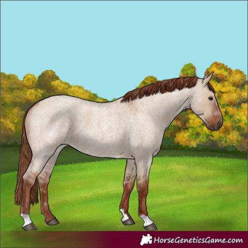 Horse Color:Red Dun Roan 