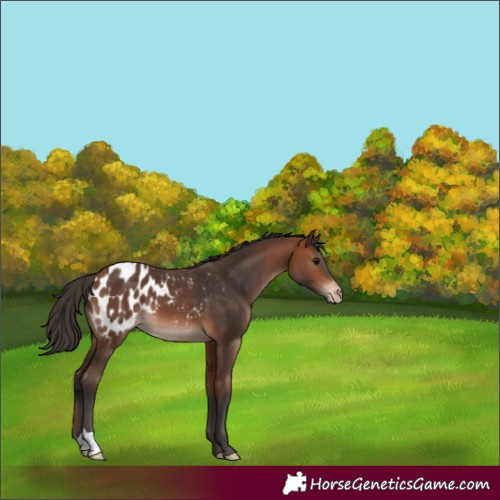 Horse Color:Bay Near Leopard