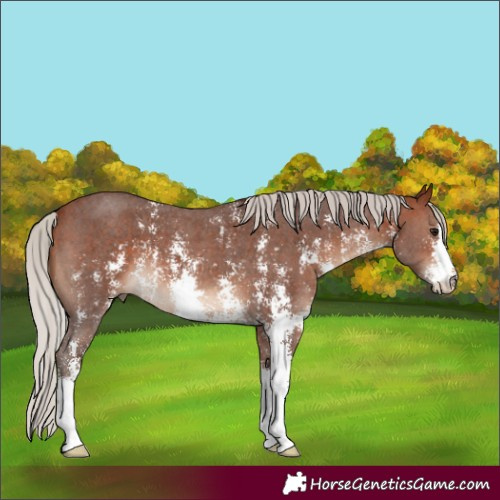 Horse Color:Silver Bay Sabino
