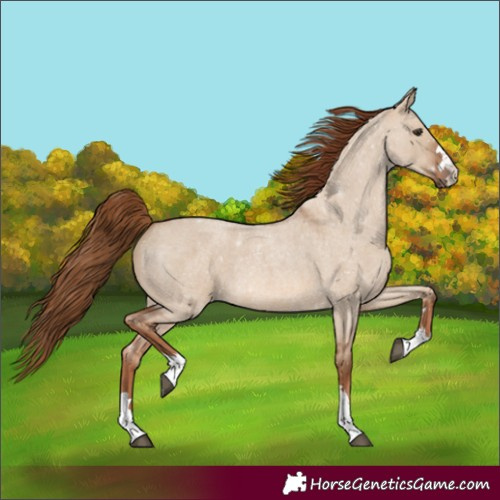 Horse Color:Red Dun Roan