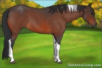 Horse Color:Bay Roan Tobiano