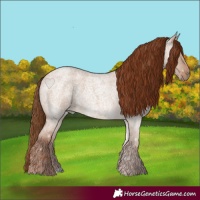 Horse Color:Red Dun Roan 