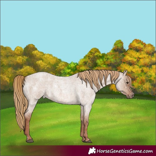 Horse Color:Red Dun Roan