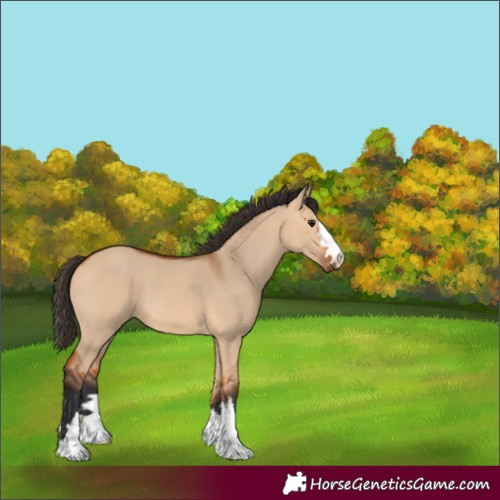 Horse Color:Bay Dun 
