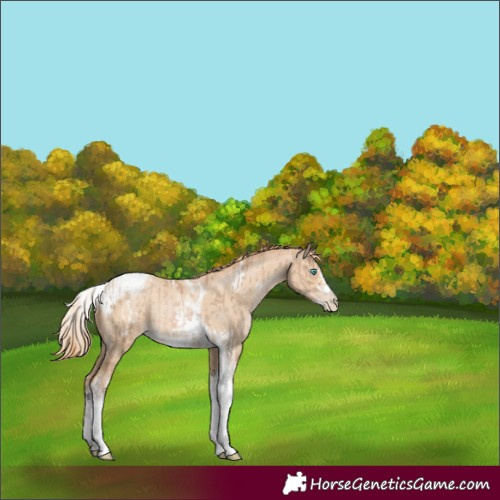Horse Color:Chocolate Palomino Pearl Tobiano Frame  and Buckskin Pearl Tobiano Frame 