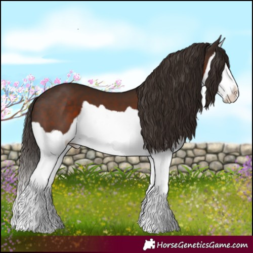 Horse Color:Liver Chestnut Splash