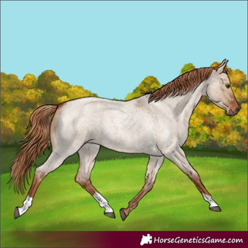 Horse Color:Red Dun Roan