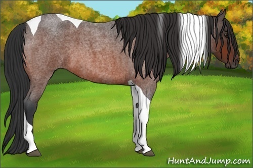 Horse Color:Bay Roan Tobiano