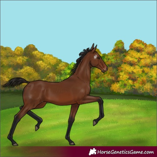 Horse Color:Gray Bay Varnish