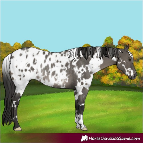 Horse Color:Gray White Spotted Smoky Grullo Blanket Rabicano
