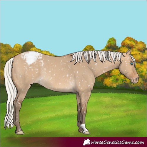 Horse Color:Gray Silver Perlino Dun Snowflake VarnishRabicano