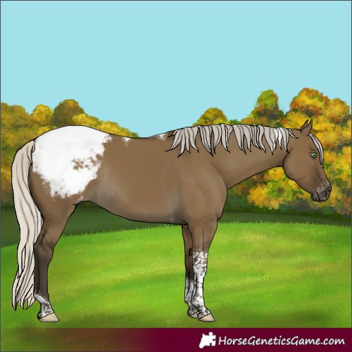 Horse Color:Gray Silver Smoky Grullo Tobiano Snowcap Rabicano 