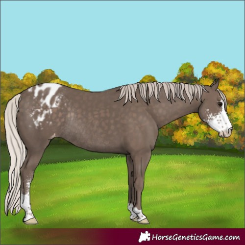 Horse Color:Silver Black Sabino Varnish Rabicano 