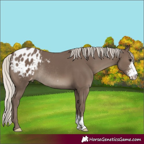 Horse Color:Silver Black Sabino Varnish Rabicano 