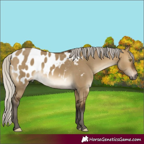 Horse Color:Gray Silver Buckskin Dun Blanket Rabicano 