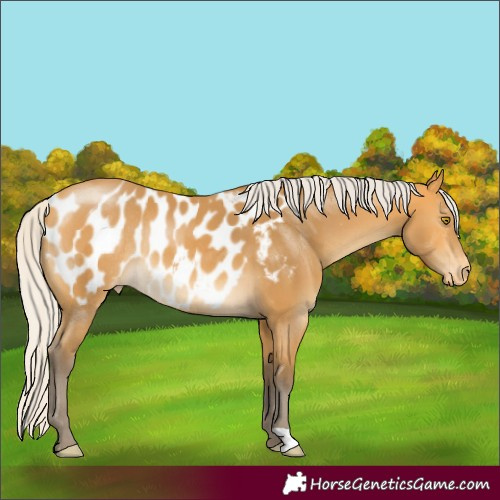 Horse Color:Silver Buckskin Blanket Rabicano 