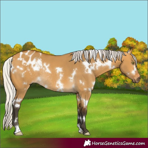 Horse Color:Gray White Spotted Silver Buckskin Dun Varnish Rabicano 