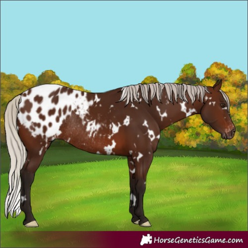 Horse Color:Gray White Spotted Silver Bay Varnish Rabicano 