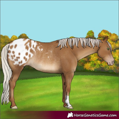 Horse Color:Gray Silver Classic Champagne Blanket Rabicano 