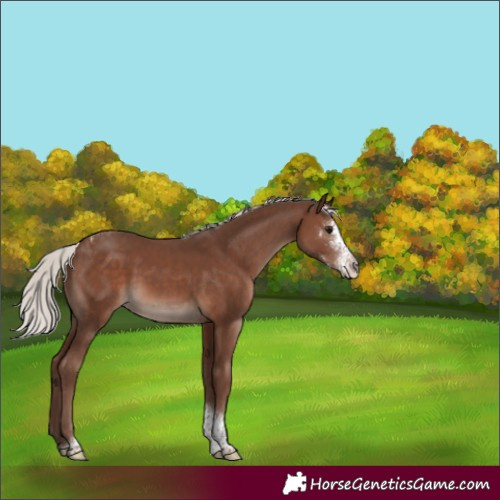 Horse Color:Silver Black Mushroom Sabino Tobiano