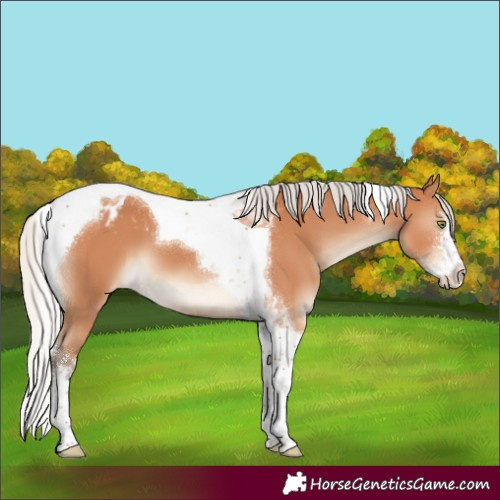 Horse Color:Silver Bay Sabino Tobiano Blanket 