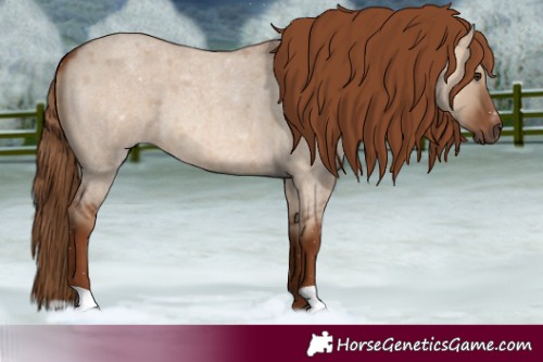 Horse Color:Red Dun Roan