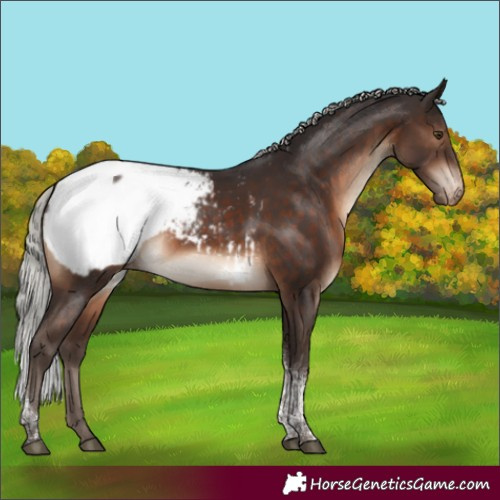 Horse Color:Silver Brown Tobiano Snowcap Rabicano