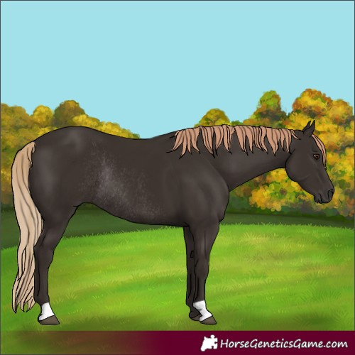 Horse Color:Unknown 
