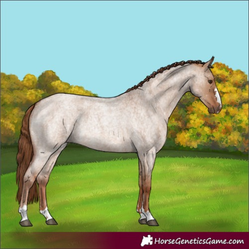 Horse Color:Red Dun Roan 
