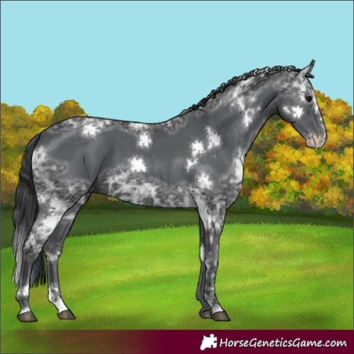 Horse Color:White Spotted Black Ice Splash