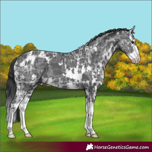 Horse Color:White Spotted Black Ice Splash
