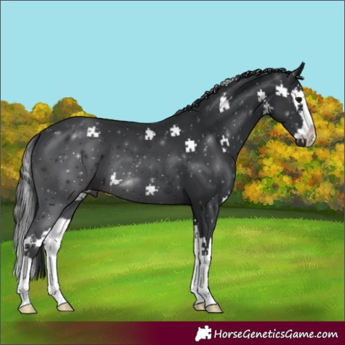 Horse Color:Black Splash
